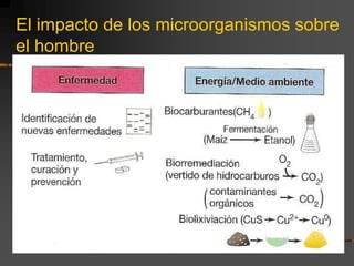 El impacto de los microorganismos sobre el hombre