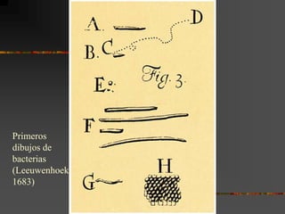 Primeros dibujos de bacterias (Leeuwenhoek, 1683)