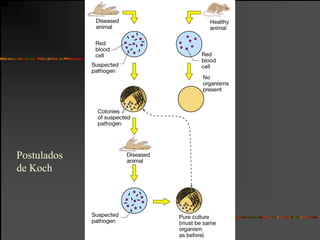Postulados
de Koch
 