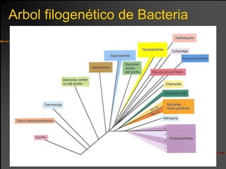 Arbol filogenético de Bacteria
 