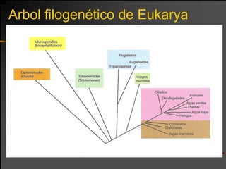 Arbol filogenético de Eukarya
 
