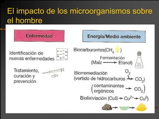 El impacto de los microorganismos sobre
el hombre
 