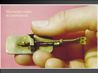 Microscopio simple
de Leeuwenhoek
 