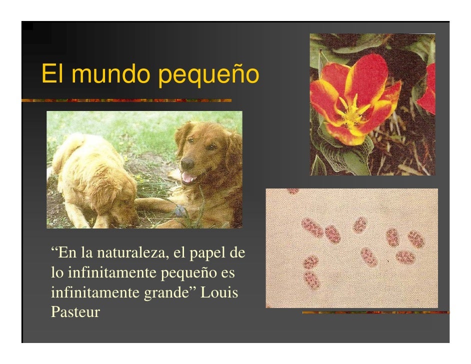 Curso de microbiologia