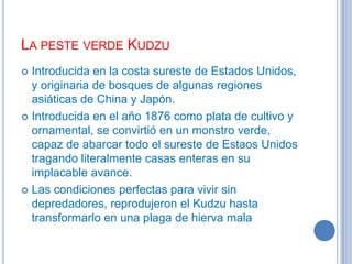 LA PESTE VERDE KUDZU
Introducida en la costa sureste de Estados Unidos,
y originaria de bosques de algunas regiones
asiáticas de China y Japón.
 Introducida en el año 1876 como plata de cultivo y
ornamental, se convirtió en un monstro verde,
capaz de abarcar todo el sureste de Estaos Unidos
tragando literalmente casas enteras en su
implacable avance.
 Las condiciones perfectas para vivir sin
depredadores, reprodujeron el Kudzu hasta
transformarlo en una plaga de hierva mala


 