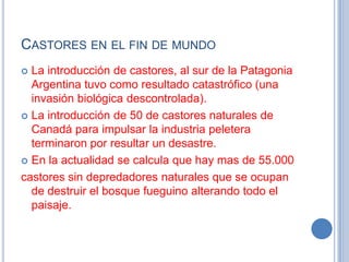 CASTORES EN EL FIN DE MUNDO
La introducción de castores, al sur de la Patagonia
Argentina tuvo como resultado catastrófico (una
invasión biológica descontrolada).
 La introducción de 50 de castores naturales de
Canadá para impulsar la industria peletera
terminaron por resultar un desastre.
 En la actualidad se calcula que hay mas de 55.000
castores sin depredadores naturales que se ocupan
de destruir el bosque fueguino alterando todo el
paisaje.


 