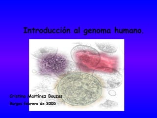 Introducción al genoma humano.




Cristina Martínez Bouzas
Burgos febrero de 2005
 