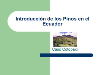 Introducción de los Pinos en el Ecuador Caso Cotopaxi 