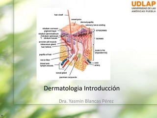 Dermatologia Introducción
Dra. Yasmin Blancas Pérez
 