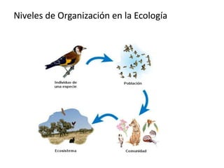 Niveles de Organización en la Ecología
 