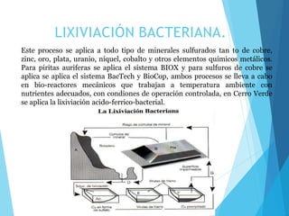 LIXIVIACIÓN BACTERIANA.
Este proceso se aplica a todo tipo de minerales sulfurados tan to de cobre,
zinc, oro, plata, uranio, níquel, cobalto y otros elementos químicos metálicos.
Para piritas auriferas se aplica el sistema BIOX y para sulfuros de cobre se
aplica se aplica el sistema BacTech y BioCop, ambos procesos se lleva a cabo
en bio-reactores mecánicos que trabajan a temperatura ambiente con
nutrientes adecuados, con condiones de operación controlada, en Cerro Verde
se aplica la lixiviación acido-ferrico-bacterial.
 