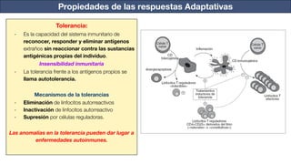 Propiedades de las respuestas Adaptativas
Tolerancia:
- Es la capacidad del sistema inmunitario de
reconocer, responder y eliminar antígenos
extraños sin reaccionar contra las sustancias
antigénicas propias del individuo.
Insensibilidad inmunitaria
- La tolerancia frente a los antígenos propios se
llama autotolerancia.
Mecanismos de la tolerancias
- Eliminación de linfocitos autorreactivos
- Inactivación de linfocitos autorreactivo
- Supresión por células reguladoras.
Las anomalías en la tolerancia pueden dar lugar a
enfermedades autoinmunes.
 