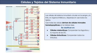 Células y Tejidos del Sistema Inmunitario
Las células del sistema inmunitario circulan en la sangre y la
linfa, en órganos linfáticos y dispersas en casi todos los
tejidos.
Casi todas las células derivan de células troncales
hematopoyéticas en la médula ósea.
Se clasiﬁcan en:
● Células mielocíticas: Comprenden los fagocitos y
la mayoría de las DC.
● Células linfocíticas: Comprenden todos los
linfocitos.
 