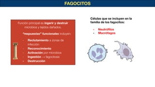 FAGOCITOS
Función principal es ingerir y destruir
microbios y tejidos dañados.
“respuestas” funcionales incluyen:
- Reclutamiento a zonas de
infección
- Reconocimiento
- Activación por microbios
- Ingestión → fagocitosis
- Destrucción
Células que se incluyen en la
familia de los fagocitos:
- Neutróﬁlos
- Macrófagos
 