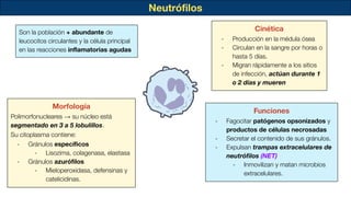 Neutróﬁlos
Son la población + abundante de
leucocitos circulantes y la célula principal
en las reacciones inﬂamatorias agudas
Morfología
Polimorfonucleares → su núcleo está
segmentado en 3 a 5 lobulillos.
Su citoplasma contiene:
- Gránulos especíﬁcos
- Lisozima, colagenasa, elastasa
- Gránulos azuróﬁlos
- Mieloperoxidasa, defensinas y
catelicidinas.
Cinética
- Producción en la médula ósea
- Circulan en la sangre por horas o
hasta 5 días.
- Migran rápidamente a los sitios
de infección, actúan durante 1
o 2 días y mueren
Funciones
- Fagocitar patógenos opsonizados y
productos de células necrosadas
- Secretar el contenido de sus gránulos.
- Expulsan trampas extracelulares de
neutróﬁlos (NET)
- Inmovilizan y matan microbios
extracelulares.
 