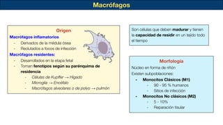 Macrófagos
Son células que deben madurar y tienen
la capacidad de residir en un tejido todo
el tiempo
Origen
Macrófagos inﬂamatorios
- Derivados de la médula ósea
- Reclutados a focos de infección
Macrófagos residentes:
- Desarrollados en la etapa fetal
- Toman fenotipos según su parénquima de
residencia
- Células de Kupﬀer → Hígado
- Microglia → Encéfalo
- Macrófagos alveolares o de polvo → pulmón
Morfología
Núcleo en forma de riñón
Existen subpoblaciones:
- Monocitos Clásicos (M1)
- 90 - 95 % humanos
- Sitios de infección
- Monocitos No clásicos (M2)
- 5 - 10%
- Reparación tisular
 