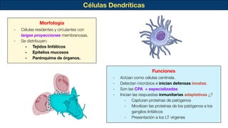 Células Dendríticas
Morfología
- Células residentes y circulantes con
largas proyecciones membranosas.
- Se distribuyen:
- Tejidos linfáticos
- Epitelios mucosos
- Parénquima de órganos.
Funciones
- Actúan como células centinela.
- Detectan microbios e inician defensas innatas.
- Son las CPA + especializadas
- Inician las respuestas inmunitarias adaptativas ¿?
- Capturan proteínas de patógenos
- Movilizan las proteínas de los patógenos a los
ganglios linfáticos
- Presentación a los LT vírgenes
 