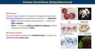 Células Dendríticas (Subpoblaciones)
DC Clásicas:
El tipo principal implicado en la captura de antígenos proteínicos en
barreras epiteliales para presentarlos a linfocitos T → adaptativa
- CDc1: Presentan antígenos especializados a → linfocitos T
CD8+ vírgenes.
- CDc2: + numerosa, capturar antígenos exógenos e inducir
respuestas de linfocitos T CD4+.
-
DC Plasmocitoides:
Son las principales productoras de interferón tipo I, cruciales en la
defensa innata contra virus.
 