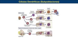 Células Dendríticas (Subpoblaciones)
 