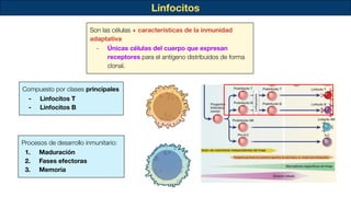 Linfocitos
Son las células + características de la inmunidad
adaptativa
- Únicas células del cuerpo que expresan
receptores para el antígeno distribuidos de forma
clonal.
Compuesto por clases principales
- Linfocitos T
- Linfocitos B
Procesos de desarrollo inmunitario:
1. Maduración
2. Fases efectoras
3. Memoria
 