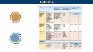 Linfocitos
 