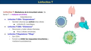 Linfocitos T
Linfocitos T: Mediadores de la inmunidad celular. Se
llaman T → maduran en el timo.
Subpoblaciones:
● Linfocitos T CD4+ “Cooperadores”
○ Secretan citocinas que activan otras células
■ Linfocitos B, macrófagos.
● Linfocitos T CD8+ “Citotóxicos”
○ Reconocen y matan células infectadas
■ Virus y células cancerosas.
● Linfocitos T Reguladores “TRegs”
○ Son CD4+
○ Función es inhibir las respuestas inmunitarias y
mantener la autotolerancia.
 