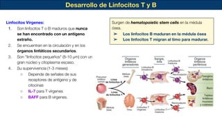 Desarrollo de Linfocitos T y B
Linfocitos Vírgenes:
1. Son linfocitos T o B maduros que nunca
se han encontrado con un antígeno
extraño.
2. Se encuentran en la circulación y en los
órganos linfáticos secundarios.
3. Son "linfocitos pequeños" (8-10 µm) con un
gran núcleo y citoplasma escaso.
4. Su supervivencia (1-3 meses)
○ Depende de señales de sus
receptores de antígeno y de
citocinas
○ IL-7 para T vírgenes
○ BAFF para B vírgenes.
Surgen de hematopoietic stem cells en la médula
ósea.
➢ Los linfocitos B maduran en la médula ósea
➢ Los linfocitos T migran al timo para madurar.
 