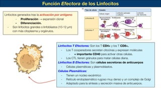 Función Efectora de los Linfocitos
Linfocitos generados tras la activación por antígeno
- Proliferación → expansión clonal
- Diferenciación.
- Son linfocitos grandes o linfoblastos (10-12 µm)
con más citoplasma y orgánulos.
Linfocitos T Efectores: Son los T CD4+ y los T CD8+.
- Los T cooperadores secretan citocinas y expresan moléculas
- + importante CD40 para activar otras células.
- Los CTL tienen gránulos para matar células diana.
Linfocitos B Efectores: Son células secretoras de anticuerpos
- Células plasmáticas y plasmoblastos.
Células Plasmáticas:
- Tienen un núcleo excéntrico
- Retículo endoplasmático rugoso muy denso y un complejo de Golgi
- Adaptado para la síntesis y secreción masiva de anticuerpos.
 