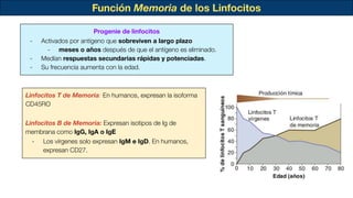 Función Memoria de los Linfocitos
Progenie de linfocitos
- Activados por antígeno que sobreviven a largo plazo
- meses o años después de que el antígeno es eliminado.
- Medían respuestas secundarias rápidas y potenciadas.
- Su frecuencia aumenta con la edad.
Linfocitos T de Memoria: En humanos, expresan la isoforma
CD45RO
Linfocitos B de Memoria: Expresan isotipos de Ig de
membrana como IgG, IgA o IgE
- Los vírgenes solo expresan IgM e IgD. En humanos,
expresan CD27.
 