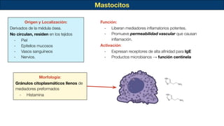 Mastocitos
Origen y Localización:
Derivados de la médula ósea.
No circulan, residen en los tejidos
- Piel
- Epitelios mucosos
- Vasos sanguíneos
- Nervios.
Morfología:
Gránulos citoplasmáticos llenos de
mediadores preformados
- Histamina
Función:
- Liberan mediadores inﬂamatorios potentes.
- Promueve permeabilidad vascular que causan
inﬂamación.
Activación:
- Expresan receptores de alta aﬁnidad para IgE
- Productos microbianos → función centinela
 