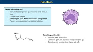 Basóﬁlos
Origen y Localización:
- Granulocitos sanguíneos que maduran en la médula
ósea
- Circulan en la sangre.
- Constituyen <1% de los leucocitos sanguíneos.
- Pueden ser reclutados en zonas inﬂamatorias.
Función y Activación:
- Similares a los mastocitos.
- Contienen gránulos, expresan receptores para IgE
- Se activan por la unión de antígeno a la IgE.
 