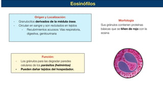 Eosinóﬁlos
Morfología
Sus gránulos contienen proteínas
básicas que se tiñen de rojo con la
eosina
Origen y Localización:
- Granulocitos derivados de la médula ósea.
- Circulan en sangre y son reclutados en tejidos
- Recubrimientos acuosos: Vías respiratoria,
digestiva, genitourinaria
Función:
- Los gránulos para las degradar paredes
celulares de los parásitos (helmintos)
- Pueden dañar tejidos del hospedador.
 