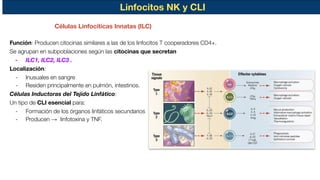 Linfocitos NK y CLI
Función: Producen citocinas similares a las de los linfocitos T cooperadores CD4+.
Se agrupan en subpoblaciones según las citocinas que secretan
- ILC1, ILC2, ILC3 .
Localización:
- Inusuales en sangre
- Residen principalmente en pulmón, intestinos.
Células Inductoras del Tejido Linfático:
Un tipo de CLI esencial para:
- Formación de los órganos linfáticos secundarios
- Producen → linfotoxina y TNF.
Células Linfocíticas Innatas (ILC)
 