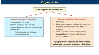 Organización
Órganos Linfáticos Primarios
- Generadores o Centrales
- Incluyen la médula ósea y el timo.
- Lugares donde los linfocitos expresan por
primera vez:
- Receptores para el antígeno
- Madurez funcional.
Órganos Linfáticos Secundarios
- Periféricos
- Incluyen los ganglios linfáticos, el bazo y los
sistemas inmunitarios mucoso (MALT) y
cutáneo.
- Sitios donde se inician y desarrollan las
respuestas inmunitarias adaptativas a
antígenos extraños.
Su organización optimiza las interacciones
celulares y concentra antígenos y linfocitos.
Los órganos se dividen en:
 