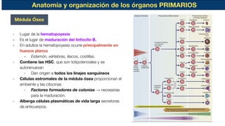 Anatomía y organización de los órganos PRIMARIOS
- Lugar de la hematopoyesis
- Es el lugar de maduración del linfocito B.
- En adultos la hematopoyesis ocurre principalmente en
huesos planos
- Esternón, vértebras, iliacos, costillas.
- Contiene las HSC, que son totipotenciales y se
autorenuevan
- Dan origen a todos los linajes sanguíneos
- Células estromales de la médula ósea proporcionan el
ambiente y las citocinas
- Factores formadores de colonias → necesarias
para la maduración.
- Alberga células plasmáticas de vida larga secretoras
de anticuerpos.
Médula Ósea
 