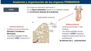 Anatomía y organización de los órganos PRIMARIOS
- Es el lugar de maduración del linfocito T.
- Es un órgano bilobulado situado en el mediastino anterior
que involuciona después de la pubertad.
TIMO
Cada lobulillo consta de:
Corteza (externa):
- Contiene un cúmulo denso de
linfocitos T inmaduros
(timocitos).
- Las células epiteliales tímicas
corticales “cTEC” producen IL-7
Médula (interna):
- Contiene los linfocitos T más
maduros.
- Las células epiteliales tímicas
medulares “mTEC” presentan
antígenos propios para inducir la
autotolerancia
Se eliminan los L - autorreactivos
 