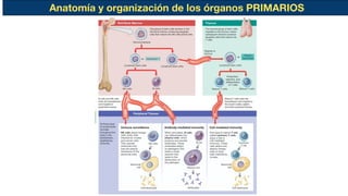 Anatomía y organización de los órganos PRIMARIOS
 