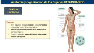 Anatomía y organización de los órganos SECUNDARIOS
GANGLIO
LINFÁTICOS
Función:
- Son órganos encapsulados y vascularizados
que actúan como ﬁltros para la linfa.
- Inician respuestas inmunitarias adaptativas
contra antígenos
- Transporte por los vasos linfáticos (aferentes)
desde los tejidos
 