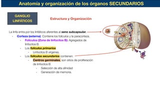 Anatomía y organización de los órganos SECUNDARIOS
GANGLIO
LINFÁTICOS
La linfa entra por los linfáticos aferentes al seno subcapsular.
- Corteza (externa): Contiene los folículos y la paracorteza.
- Folículos (Zona de linfocitos B): Agregados de
linfocitos B.
- Los folículos primarios
- Linfocitos B vírgenes.
- Los folículos secundarios contienen:
- Centros germinales, son sitios de proliferación
de linfocitos B
- Selección de alta aﬁnidad
- Generación de memoria.
Estructura y Organización
 
