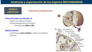 Anatomía y organización de los órganos SECUNDARIOS
GANGLIO
LINFÁTICOS
Paracorteza (Zona de linfocitos T):
- Región que rodea los folículos.
- Poblada densamente por linfocitos T
- Principalmente CD4+ y DC.
Médula (interna):
- La linfa ﬂuye al seno medular y sale por los linfáticos
eferentes.
Estructura y Organización
 