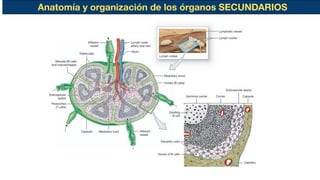 Anatomía y organización de los órganos SECUNDARIOS
 
