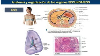 Anatomía y organización de los órganos SECUNDARIOS
BAZO
 