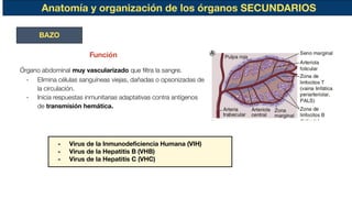 Anatomía y organización de los órganos SECUNDARIOS
BAZO
Órgano abdominal muy vascularizado que ﬁltra la sangre.
- Elimina células sanguíneas viejas, dañadas o opsonizadas de
la circulación.
- Inicia respuestas inmunitarias adaptativas contra antígenos
de transmisión hemática.
Función
- Virus de la Inmunodeﬁciencia Humana (VIH)
- Virus de la Hepatitis B (VHB)
- Virus de la Hepatitis C (VHC)
 