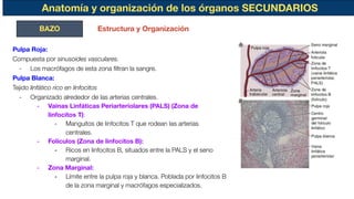 Anatomía y organización de los órganos SECUNDARIOS
BAZO Estructura y Organización
Pulpa Roja:
Compuesta por sinusoides vasculares.
- Los macrófagos de esta zona ﬁltran la sangre.
Pulpa Blanca:
Tejido linfático rico en linfocitos
- Organizado alrededor de las arterias centrales.
- Vainas Linfáticas Periarteriolares (PALS) (Zona de
linfocitos T):
- Manguitos de linfocitos T que rodean las arterias
centrales.
- Folículos (Zona de linfocitos B):
- Ricos en linfocitos B, situados entre la PALS y el seno
marginal.
- Zona Marginal:
- Límite entre la pulpa roja y blanca. Poblada por linfocitos B
de la zona marginal y macrófagos especializados.
 