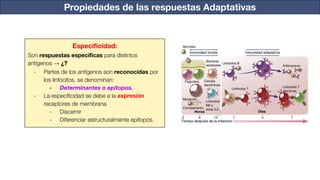 Propiedades de las respuestas Adaptativas
Especiﬁcidad:
Son respuestas especíﬁcas para distintos
antígenos → ¿?
- Partes de los antígenos son reconocidas por
los linfocitos, se denominan:
- Determinantes o epítopos.
- La especiﬁcidad se debe a la expresión
receptores de membrana
- Discernir
- Diferenciar estructuralmente epítopos.
 