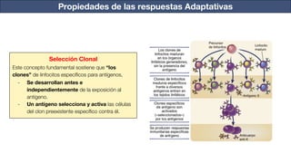 Propiedades de las respuestas Adaptativas
Selección Clonal
Este concepto fundamental sostiene que “los
clones” de linfocitos especíﬁcos para antígenos,
- Se desarrollan antes e
independientemente de la exposición al
antígeno.
- Un antígeno selecciona y activa las células
del clon preexistente especíﬁco contra él.
 