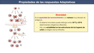 Propiedades de las respuestas Adaptativas
Diversidad:
Es la capacidad de reconocimiento a un número muy elevado de
antígenos.
- El sistema inmunitario puede distinguir entre 10^7 y 10^9
determinantes antigénicos diferentes.
- Hay una variabilidad en las estructuras de los lugares de
unión al antígeno de los linfocitos.
 