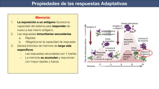 Propiedades de las respuestas Adaptativas
Memoria:
1. La exposición a un antígeno favorece la
capacidad del sistema para responder de
nuevo a ese mismo antígeno.
2. Las respuestas inmunitarias secundarias
a. Rápidas
b. ↑Magnitud en la capacidad de respuesta
3. Genera linfocitos de memoria de larga vida
especíﬁcos.
- Las respuestas secundarias son ↑ fuertes
- La memoria se acumulan y reaccionan
con mayor rapidez y fuerza.
 