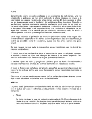 muerte.
Generalmente ocurre en suelos arcillosos o en condiciones de mal drenaje. Una vez
establecido el patógeno, es muy dificil detenerlo, la planta infectada se muere y la
enfermedad se propaga rápidamente a las plantas vecinas. El daño causado al follaje
por las larvas negras (gusano defoliador) del lepidóptero Dione juno juno. El adulto es
una hermosa mariposa anaranjada; deposita sus huevos en el envés de las hojas y a
los pocos días nacen unas pequeñas larvas que comienzan a alimentarse de las hojas
ya los pocos días nacen unas pequeñas larvas que comienzan a alimentarse de las
hojas más cercanas. En la medida que van creciendo, amplían su radio de acción y
pueden juntarse con otras posturas provocando una defoliación total.
En la etapa inicial de la plantación es necesario preservarse contra estas orugas para
permitir el rápido desarrollo de las lianas; cuando la plantación está bien establecida, el
control es discutible como lo señalamos, puesto que las larvas ejercen una poda
natural.
De toda manera hay que evitar lo más posible aplicar insecticidas para no destruir los
insectos polinizadores.
El control manual es efectivo si se toma la precaución de pasar por el plantío una vez a
la semana y cortar las hojas que albergan los huevos y las larvas pequeñas. Otra
solución es la destrucción de focos de orugas, por medios químicos.
El chinche "pata de hoja" (Leptoglossus zonatus) pica los frutos en crecimiento y
provoca deformaciones en ellos. Se controla fácilmente con insecticidas usuales.
A veces la floración es perturbada por picudos pequeños que perforan el pedúnculo del
ovario: la flor no logra abrirse y se seca. Es necesario aplicar insecticidas sistémicos en
este caso.
Zompopos e iguanas pueden causar serios daños en las plantaciones jóvenes, por no
dejar crecer las guías e impedir que alcancen la alambrada.
Malezas
La planta debe permanecer completamente libre de malezas para evitar que compita
con el cultivo por agua o nutrientes, particularmente en los estadíos iniciales de la
plantación.
 Plateo
Se debe mantener la zona de plateo (circunferencia de 50-60 cm alrededor de la
planta) libre de malezas. Se debe recordar que el Maracuyá no tiene un sistema
radicular extenso ni profundo. El plateo se puede hacer manual o químicamente.
 