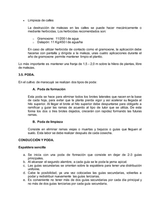  Limpieza de calles
La destrucción de malezas en las calles se puede hacer mecánicamente o
mediante herbicidas. Los herbicidas recomendados son:
o Gramoxone: 11/200 l de agua
o Dalapón: 11 Kg/450 l de agua/ha
En caso de utilizar herbicida de contacto como el gramoxone, la aplicación debe
hacerse con pantalla y dirigida a la maleza, unas cuatro aplicaciones durante el
año de gramoxone permite mantener limpio el plantío.
Lo más importante es mantener una franja de 1,5 - 2,0 m sobre la hilera de plantas, libre
de malezas.
3.5. PODA.
En el cultivo de maracuyá se realizan dos tipos de poda:
A. Poda de formación
Esta poda se hace para eliminar todos los brotes laterales que nacen en la base
de cada hoja, para evitar que la planta pierda vigor y así acelerar su llegada al
hilo superior. Al llegar el brote al hilo superior debe despuntarse para obligarlo a
ramificar y guiar las ramas de acuerdo al tipo de tutor que se utiliza. De esta
fonna los dos o tres brotes dejados, crecerán con rapidez formando las futuras
ramas.
B. Poda de limpieza
Consiste en eliminar ramas viejas o muertas y bejucos o guías que lleguen al
suelo. Esta labor se debe realizar después de cada cosecha.
CONDUCCIÓN Y PODA.
Espaldera sencilla
a. Se inicia con una poda de fonnación que consiste en dejar de 2-3 guías
principales.
b. Al alcanzar el segundo alambre, a cada guía se le poda la yema apical.
c. Las guías secundarias se orientan sobre la espaldera para tener una distribución
unifonne.
d. Cabe la posibilidad, ya una vez colocadas las guías secundarias, volverlas a
podar y redistribuir nuevamente las guías terciarias.
e. Es conveniente no tener más de dos guías secundarias por cada día principal y
no más de dos guías terciarias por cada guía secundaria.
 